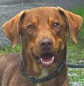 Duke2
